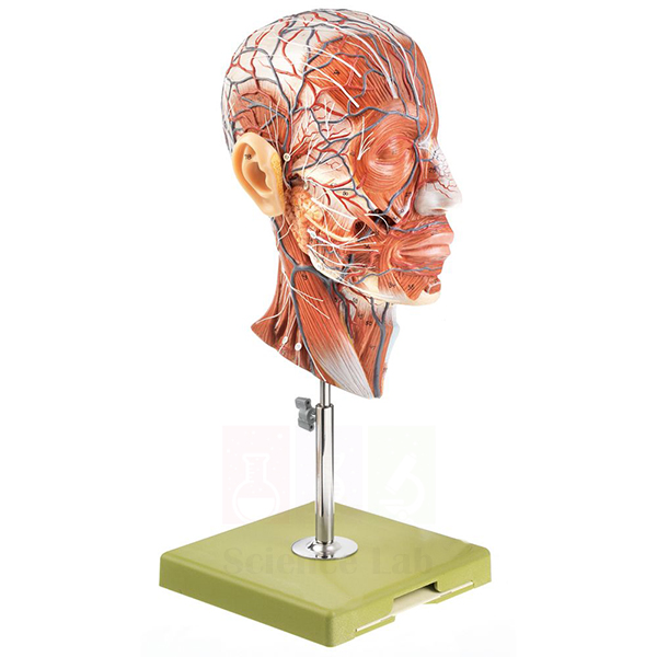 Human Half Head Model